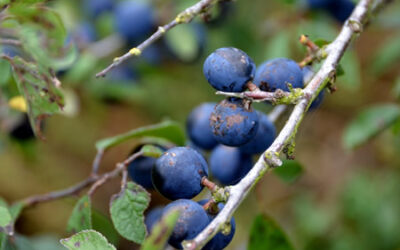 PRUNELLIER, PRUNUS SPINOSA