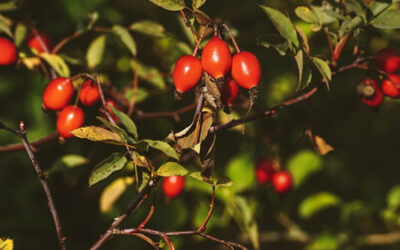 EGLANTIER (Rosa Canina)