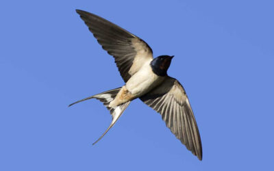 Hirondelles à Charmes-la-Côte