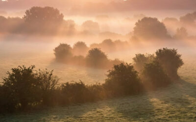 L’Horloge Ornithologique : Quand votre haie vous donne l’heure
