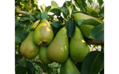La poire de Curé : une poire rustique au caractère bien trempé