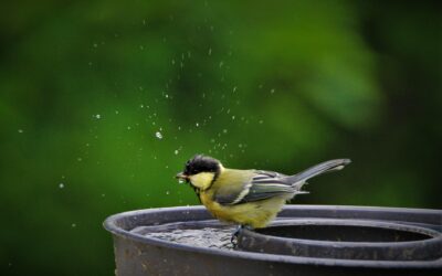 De l’eau pour la faune sauvage